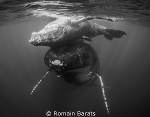 a young humpback whale is playing on his mother nose by Romain Barats 